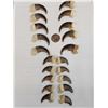 Image 1 : Complete Set Of 20 Black Bear Claws Taxidermy