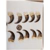 Image 2 : Complete Set Of 20 Black Bear Claws Taxidermy
