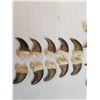 Image 3 : Complete Set Of 20 Black Bear Claws Taxidermy