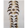 Image 4 : Complete Set Of 20 Black Bear Claws Taxidermy