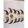 Image 5 : Complete Set Of 20 Black Bear Claws Taxidermy