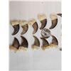 Image 6 : Complete Set Of 20 Black Bear Claws Taxidermy