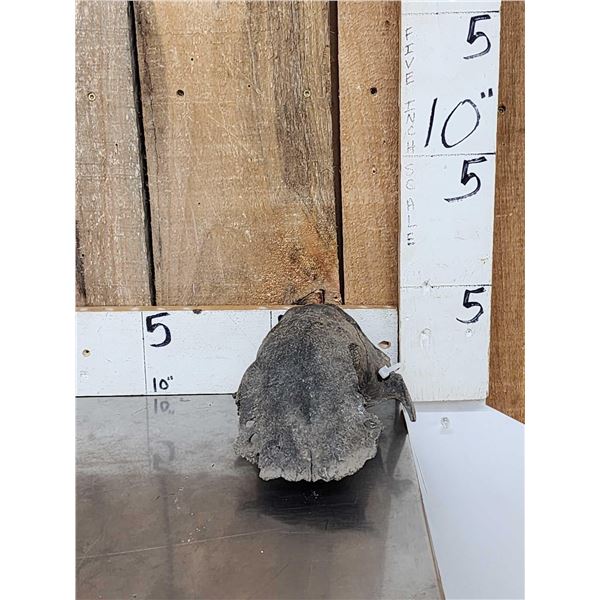 Ancient Partially Fossilized Cow Elk Skull