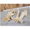 Image 10 : Hippopotamus Skull Taxidermy