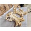 Image 11 : Hippopotamus Skull Taxidermy