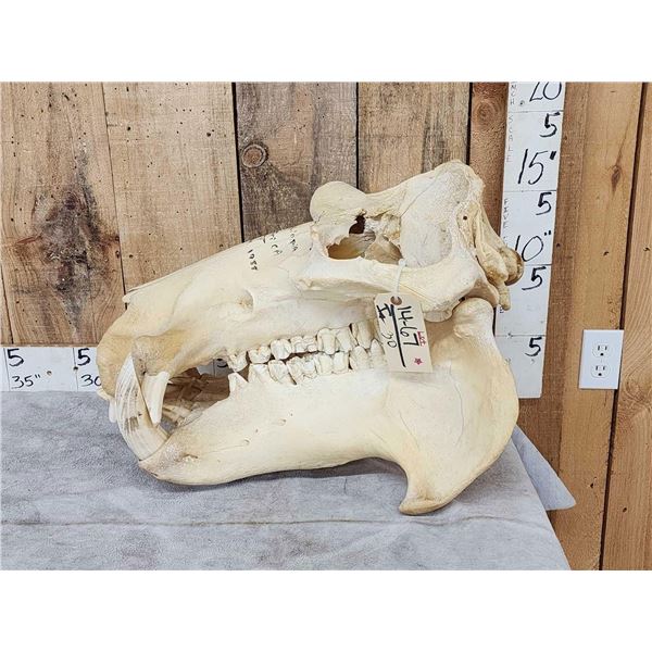 Hippopotamus Skull Taxidermy