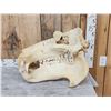 Image 1 : Hippopotamus Skull Taxidermy