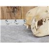 Image 2 : Hippopotamus Skull Taxidermy