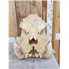 Image 3 : Hippopotamus Skull Taxidermy