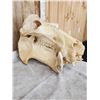 Image 6 : Hippopotamus Skull Taxidermy