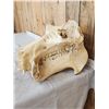 Image 7 : Hippopotamus Skull Taxidermy