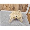 Image 8 : Hippopotamus Skull Taxidermy