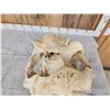 Image 9 : Hippopotamus Skull Taxidermy
