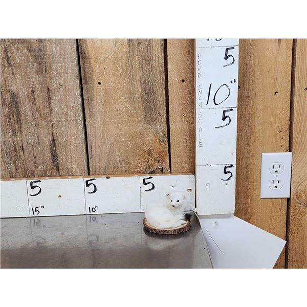 White Weasel Full Body Taxidermy Mount