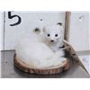 Image 2 : White Weasel Full Body Taxidermy Mount