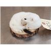 Image 3 : White Weasel Full Body Taxidermy Mount