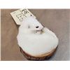 Image 4 : White Weasel Full Body Taxidermy Mount