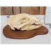 Image 1 : Black Bear Skull Taxidermy