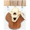 Image 2 : Black Bear Skull Taxidermy