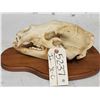 Image 3 : Black Bear Skull Taxidermy