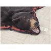 Image 2 : Black Bear Rug Taxidermy