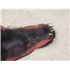 Image 5 : Black Bear Rug Taxidermy