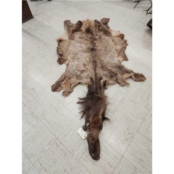 Soft Tanned Elk Skin Taxidermy