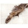 Image 3 : Soft Tanned Elk Skin Taxidermy