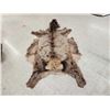 Image 4 : Soft Tanned Elk Skin Taxidermy
