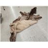 Image 5 : Soft Tanned Elk Skin Taxidermy