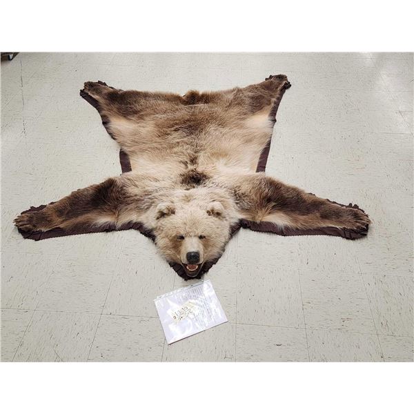 Alaskan Grizzly Bear Rug Taxidermy