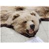 Image 4 : Alaskan Grizzly Bear Rug Taxidermy