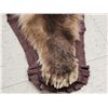 Image 6 : Alaskan Grizzly Bear Rug Taxidermy