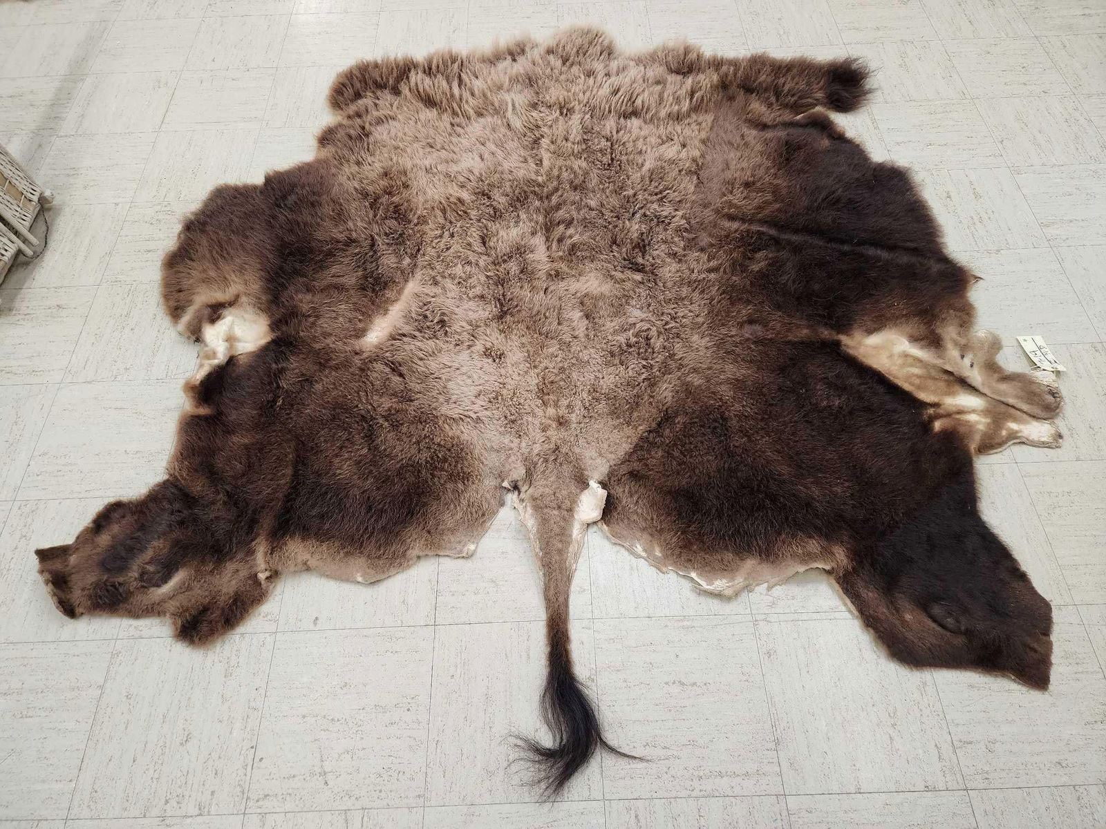 Mounted Buffalo Robe American Bison Buffalo Soft Tanned Robe Taxidermy