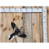 Image 1 : Southern Yello Billed Hornbill In Flight Bird Taxidermy