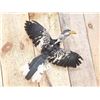 Image 2 : Southern Yello Billed Hornbill In Flight Bird Taxidermy