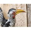 Image 4 : Southern Yello Billed Hornbill In Flight Bird Taxidermy