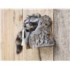 Image 3 : Raccoon In A Log Taxidermy Mount