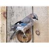 Image 2 : Eurasian Jay Full Body Bird Taxidermy