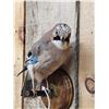 Image 3 : Eurasian Jay Full Body Bird Taxidermy