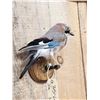 Image 4 : Eurasian Jay Full Body Bird Taxidermy