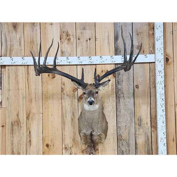 Giant Larger Than Life Fantasy Whitetail Shoulder Mount Taxidermy