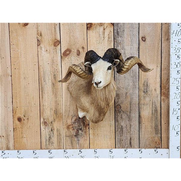 Texas Dall Cross Ram Sheep Shoulder Mount Taxidermy