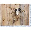 Image 1 : Texas Dall Cross Ram Sheep Shoulder Mount Taxidermy