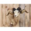 Image 2 : Texas Dall Cross Ram Sheep Shoulder Mount Taxidermy