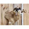 Image 3 : Texas Dall Cross Ram Sheep Shoulder Mount Taxidermy