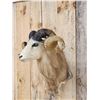 Image 4 : Texas Dall Cross Ram Sheep Shoulder Mount Taxidermy