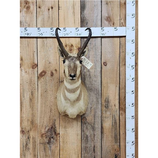 Pronghorn Antelope Shoulder Mount Taxidermy