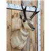 Image 2 : Pronghorn Antelope Shoulder Mount Taxidermy