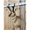 Image 3 : Pronghorn Antelope Shoulder Mount Taxidermy